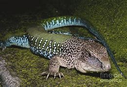 Image result for Green Ameiva Lizard
