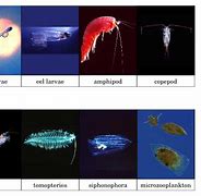 Image result for Plankton Thinking Meme