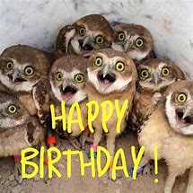 Image result for Owls Funny Birthday Memes