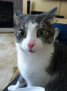 Image result for Shocked Cat Meme