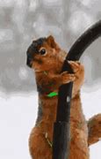 Image result for Dancing Squirrel Meme