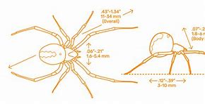Image result for Redback Spider Anatomy