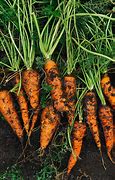 Image result for Natural Carrot