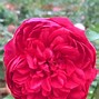 Image result for Autumn Rouge Rose
