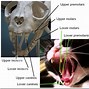 Image result for Cat Jaw Bone