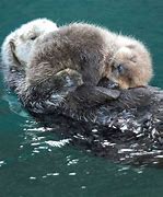 Image result for Pictures of Baby White Otters Sleeping