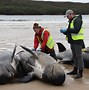 Image result for Stewart Pack Beached Whale