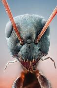 Image result for Bullet Ant Face Magnified