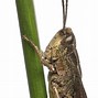 Image result for Insect Cricket Color