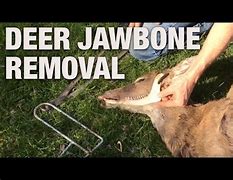 Image result for Deer Jawbone Extractor