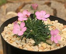 Image result for Dianthus microlepis var. degenii