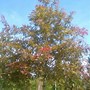 Image result for Quercus texana New Madrid