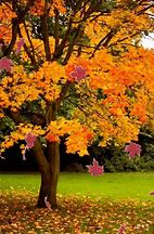 Image result for Autumn Macintosh