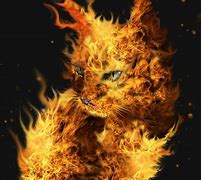Image result for Real Fire Cat