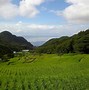 Image result for Japanese Rice Type