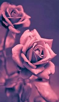 Image result for Rose Gold Wallpaper for iPhone 6