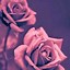 Image result for Beautiful Rose Gold Wallpaper
