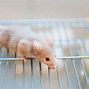 Image result for Caged Mouse