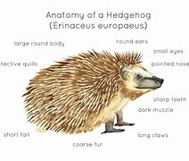 Image result for Hedgehog Anatomy Diagram