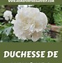 Bildergebnis für Paeonia Duchesse de Nemours (Lactif-SD-Group)