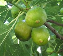 Image result for Ficus carica