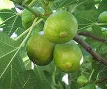 Image result for Ficus carica Icecristal