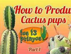 Image result for Tokidoki Cactus Pups
