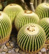 Image result for Echinocactus Grusonii Golden Barrel Cactus