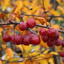 Image result for Malus Red Sentinel