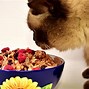 Image result for Weight Loss Cat Food