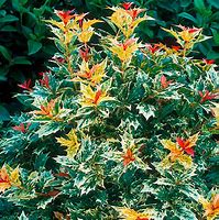 Image result for Osmanthus heterophyllus