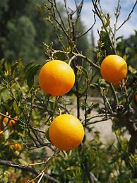 Image result for What Fruits Are Orange