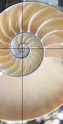 Image result for Golden Ratio Shell