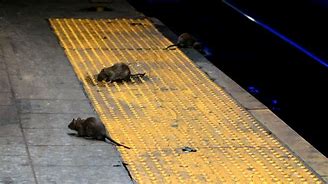 Image result for New York Rat with Timbs
