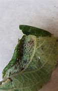 Image result for What Is Eating My Apple Tree Leaves