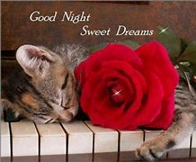 Image result for Cat and Dog The Good Night Funny