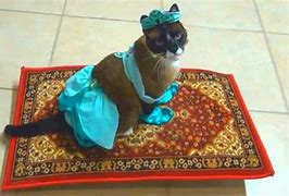 Image result for Arabic Cat Meme