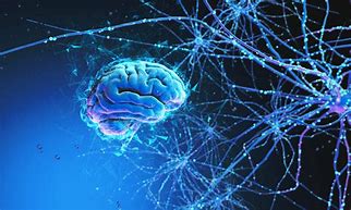 Image result for Human Brain Neural Network