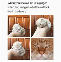 Image result for Super Cute Kitten Memes