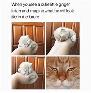 Image result for Cute Kitten Memes