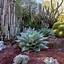 Image result for Small Desert Cactus