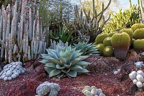 Image result for Different Plant Type Cactus Garden