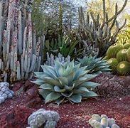 Image result for Cactus Garden