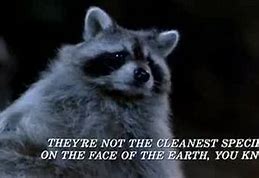Image result for The Great Outdoors Raccoon Meme