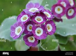 Primula auricula Taffeta に対する画像結果