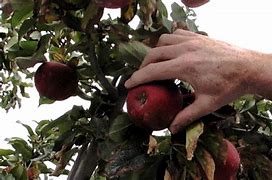 Image result for Fruit Picking Bags