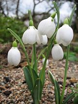 Image result for Galanthus plicatus Alpha Magic Chrysophrase