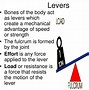 Image result for First Class Lever Triceps