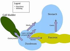 Image result for Digestive Enzymes Chart