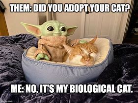 Image result for Baby Yoda Cat Meme